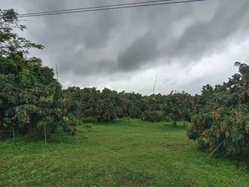 Rain damage cuts Sa Kaeo longan quality and prices, so expect lower buying prices this season