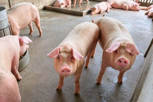 Flood kills about 9,000 pigs in the East, but supply is enough and prices are holding