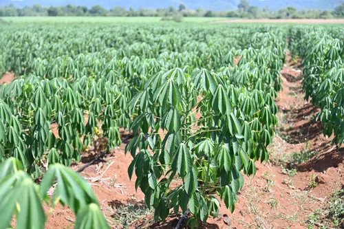 Cassava supply crisis hits cassava processors and farm yards; levy for resistant-variety research proposed