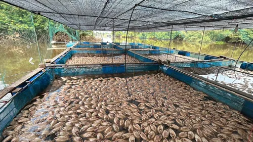 Prachin River fish kill: expert says factory licence renewal and fines need fixing