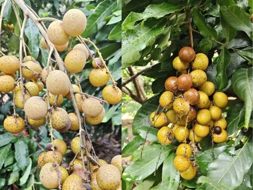 Eastern longan prices fall to 20-22 baht/kg after floods; contractors face losses on pre-bought orchards