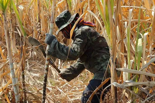 Super El Niño may flip sugar from glut to shortage this season, with Thailand among the exposed producers