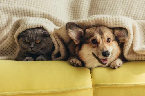 Pet spending in Thailand is rising fast, with pet food the biggest slice for owners to target
