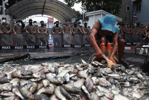 Blackchin tilapia now in 21 provinces, government seeks 350 million baht more