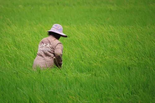 Rice farmer aid package being finalised, with 5 price-support schemes running for the 11.5 million tonne crop