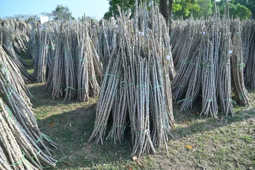 Cassava disease crackdown: 664.8m baht proposed for clean cuttings and 0% loans in three provinces