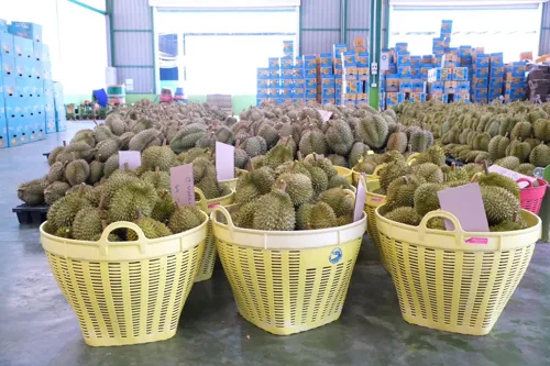 Thai exporters can use FTA tariff breaks: durian leads, and SMEs get Switzerland, Norway and India trade trips