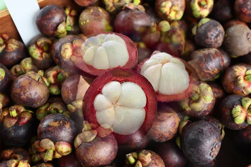 Nakhon Si Thammarat's mangosteen auctions and cooperative trucking open new sales routes for growers this August