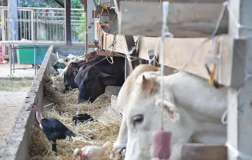 Phatthalung beef cattle prices fall below break-even, farmers ask government to curb imports