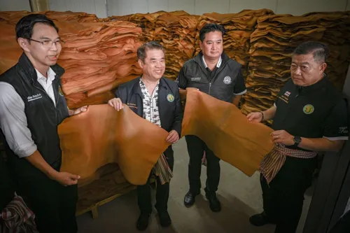 Rubber growers and traders must get EUDR traceability ready to keep EU sales