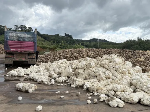 Rubber Authority to screen cup-lump rubber at buying stations for "white powder" additive