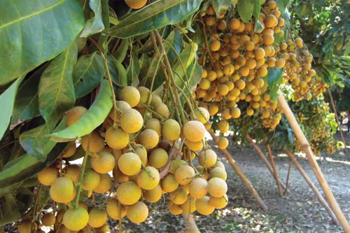 China's sulphur checks push longan prices down and squeeze eastern orchard buyers
