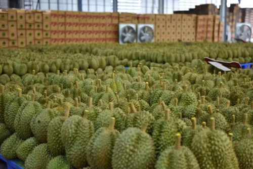 China's durian prices are falling as rail cold-chain and new suppliers expand supply