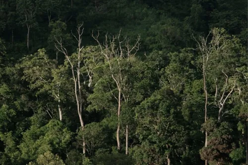 Cabinet approves draft rules widening forest-land permits to 16 uses, including renewable energy and telecoms