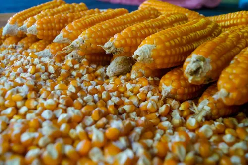 Cabinet approves 120.3m baht package to support corn prices and farmer credit for 2026/27 season