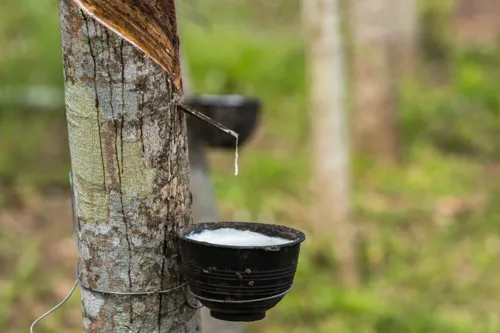 Thailand and Malaysia move to align rubber standards and traceability, which will shape buyer requirements for latex