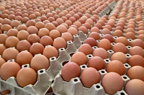 Nakhon Ratchasima egg shortage: Commerce says supply is fine and export claims unconfirmed