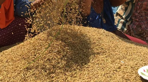 Cabinet approves 58.9 billion baht rice package: low-interest loans let farmers hold paddy for sale at better prices