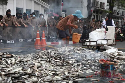 Court orders blackchin tilapia eradication and Samut Songkhram disaster declaration
