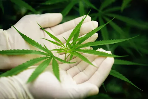 Draft bill would limit cannabis to medical use