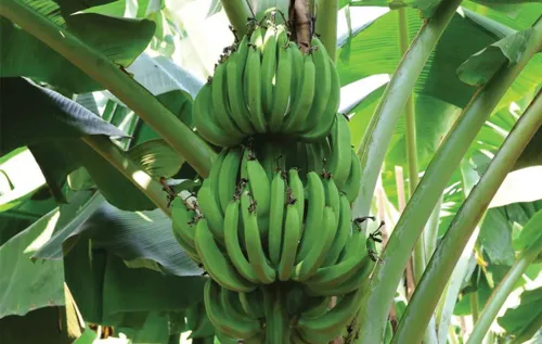 Banana prices at southern farm gates hit 22-25 baht/kg as modern trade competes for supply