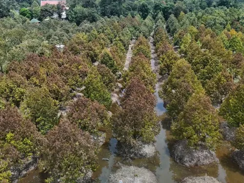 Flooding hit nearly 40,000 rai of Chanthaburi-Rayong durian orchards; next season's yield at risk