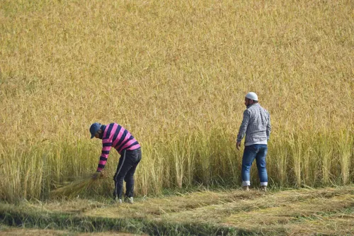 India's rice export pivot could pressure Thai rice prices into 2027