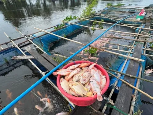 Prachin River pollution kills fish; province moves to shut two repeat-offender factories