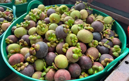 Southern mangosteen season opens with 75% more fruit and farm-gate prices holding at 40-50 baht/kg for grade A