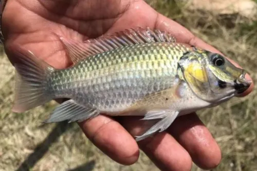 Court orders Fisheries Dept to clear tilapia pest within 180 days; Samut Songkhram may get disaster-zone aid