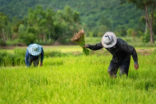 Farm support plan for 4.69 million rice households goes to the national rice board next