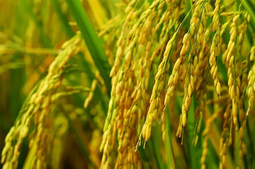 Thai rice prices are up 19% for white rice, with China and Malaysia as new outlets while Iraq stays blocked
