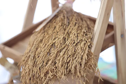 Southern black glutinous rice prices jump to 60-70 baht/kg as millers eye Vietnam imports