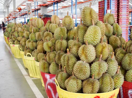 Durian transit exports to China hit 1 million tonnes in seven months, a signal for durian-linked sellers
