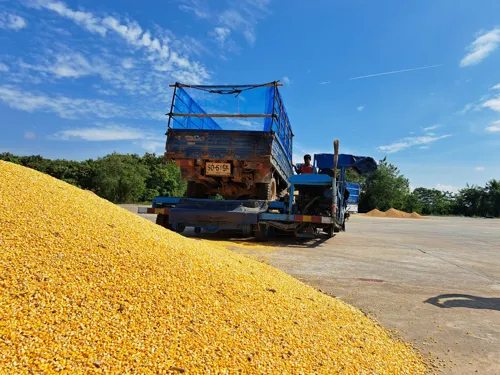 Commerce ministry tightens watch on corn buying as harvest peaks and Chicago prices fall