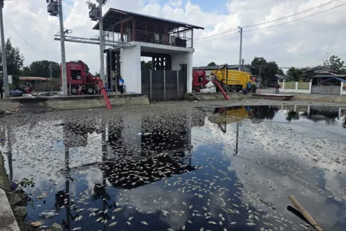 Rangsit canal fish deaths prompt PCD probe; lab results due in seven days