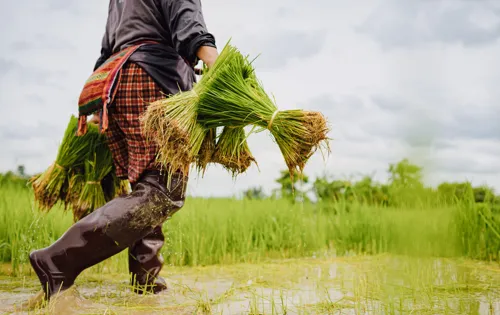 Cabinet approves extra 1,544 million baht for rice farmers, paid via BAAC by 31 Dec