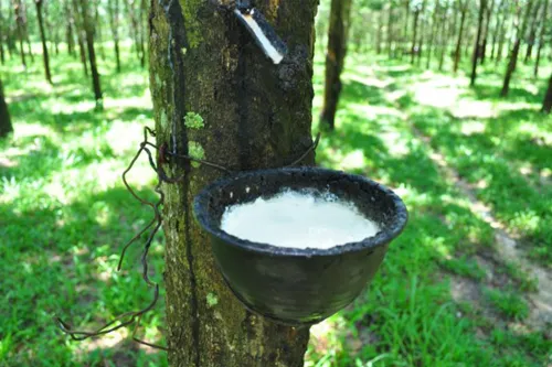 Rubber crackdown: wrong chemicals and adulterants in latex now under tighter inspection