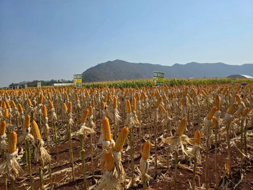 Livestock group asks Commerce Ministry to fix corn import rules before WTO quota lapses end-2026