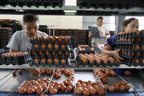 Egg farm-gate price rises to 4 baht as feed costs climb, with easing expected in October