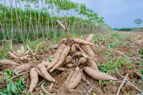 Cassava yields per rai are falling in the North and Northeast as leaf-mosaic disease spreads
