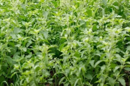 Growing and selling common holy basil stays legal under the new Plant Variety Protection rules
