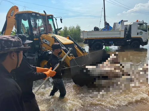 Flooding kills about 2,000 pigs at a Prachin Buri farm; livestock officials urge farmers to report carcasses and claim compensation