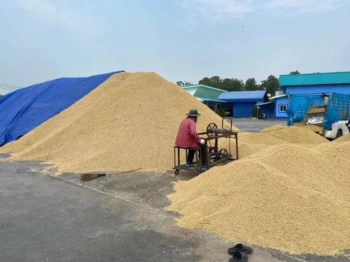 Three Phichit rice mills defaulted on over 1.3 billion baht owed to cooperatives; cooperatives are rerouting paddy purchases to new mills before the main harvest