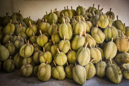 Southern durian glut: Commerce Ministry buying up 300,000 tonnes as season ends