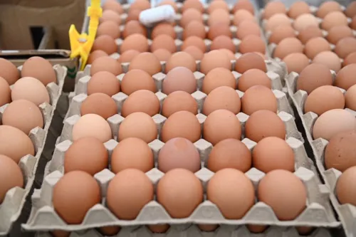 Farm egg prices rose to 4 baht from 7 August, and the Commerce Department is selling cheaper eggs through 31 August
