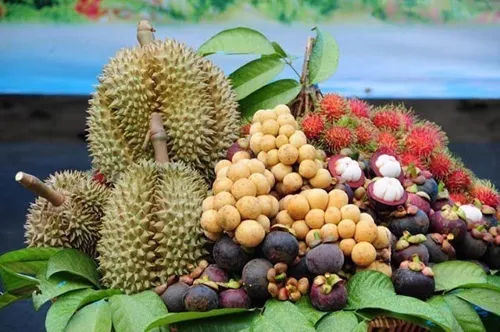 Southern fruit season 2026 peaks July–September; Chile opens to Thai longan and mangosteen by 2027