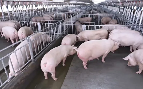 Flood-hit eastern pig farms rush sales, pushing live pig prices below 70 baht