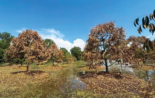 Eastern floods hit durian orchards for years; farmers without a green registration book may struggle to get aid