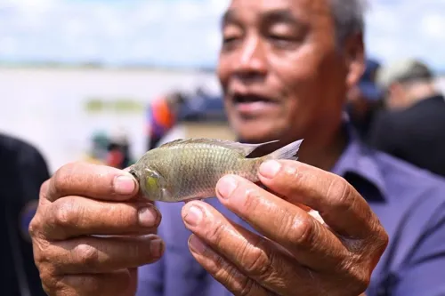 Invasive black chin tilapia found in Kalasin reservoir: keeping, moving or breeding them is banned
